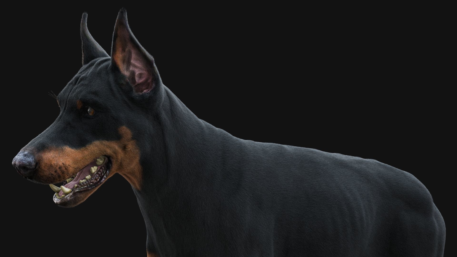 Dobermann XGEN RIGGED 3D model_11