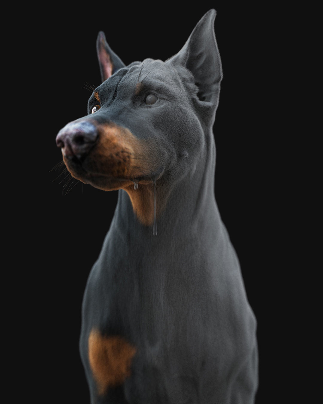 Dobermann XGEN RIGGED 3D model_16