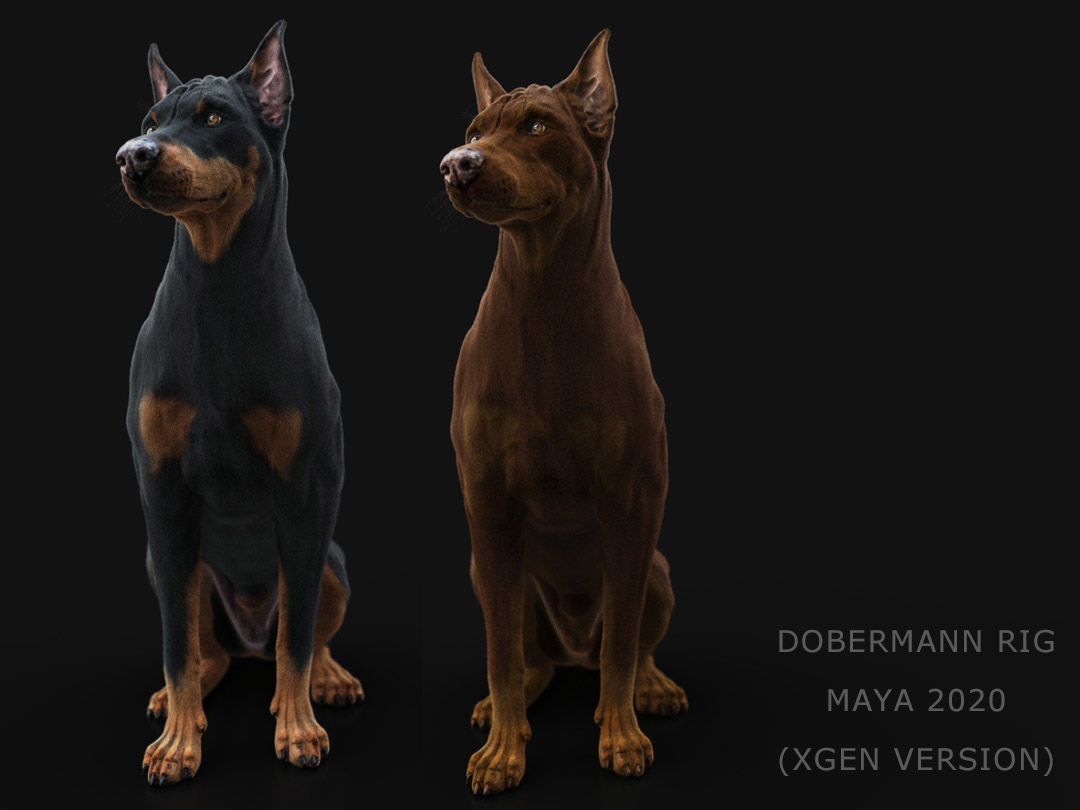 Dobermann XGEN RIGGED 3D model_2