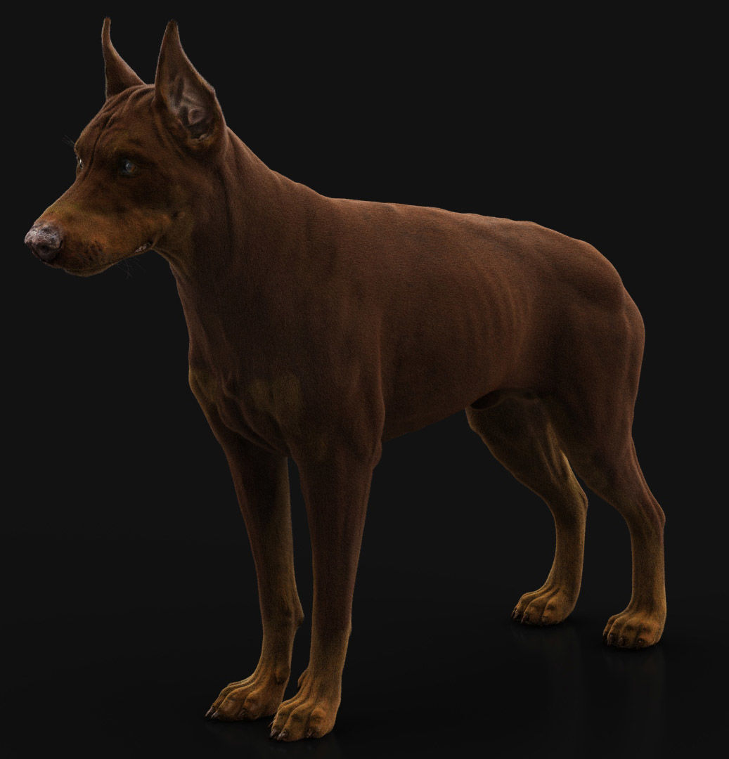 Dobermann XGEN RIGGED 3D model_5