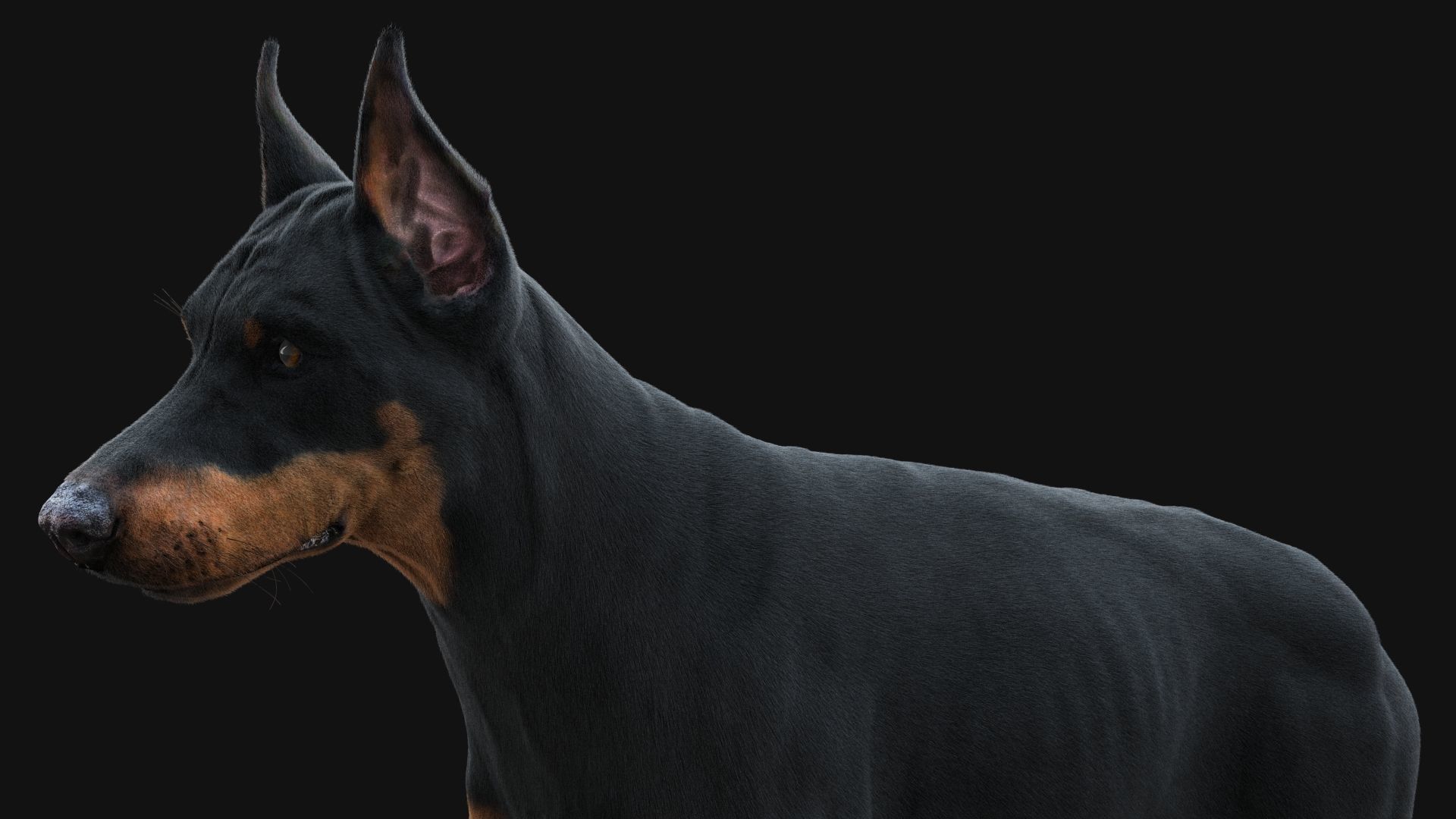 Dobermann XGEN RIGGED 3D model_10