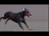 Dobermann XGEN RIGGED 3D model_1