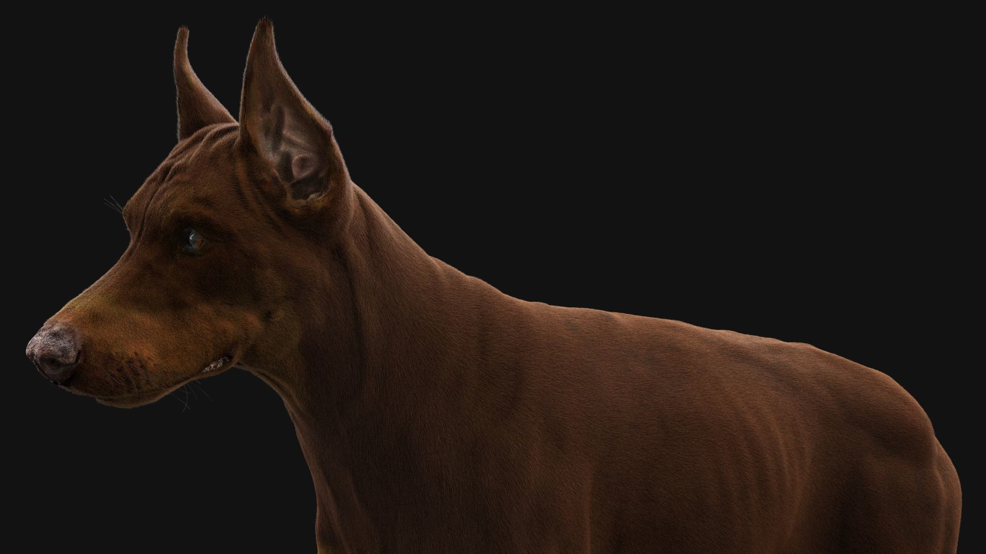 Dobermann XGEN RIGGED 3D model_12