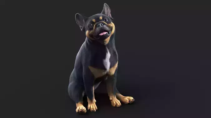 French BullDog  ANIMATED  XGEN-CORE 