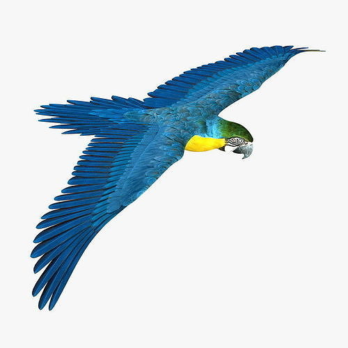 Macaw ANIMATED 3D model