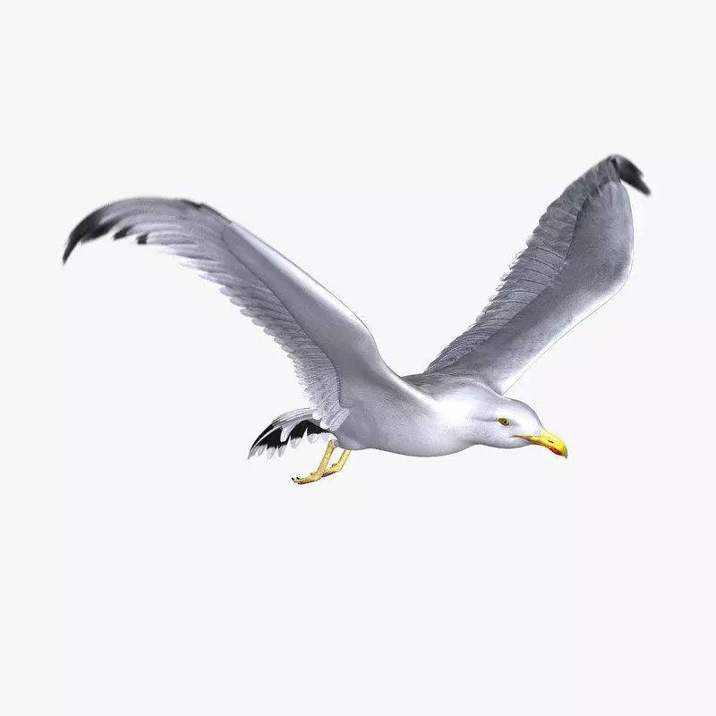 Seagull ANIMATED 3D model