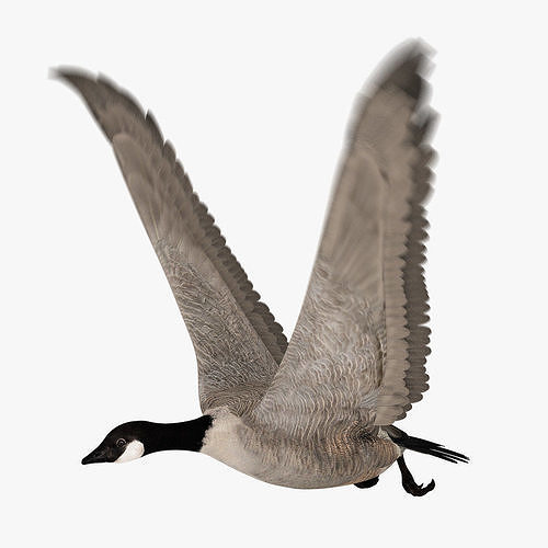 Goose ANIMATED 3D model