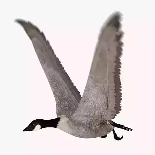 Goose ANIMATED 3D model