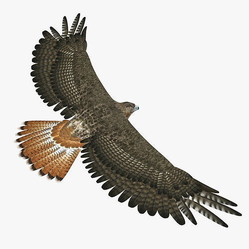 Hawk ANIMATED 3D model