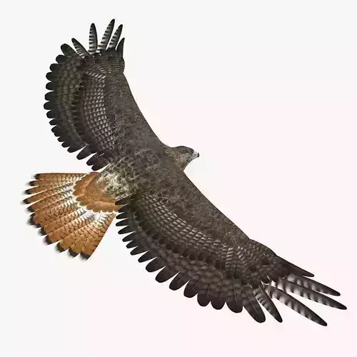 Hawk ANIMATED 3D model