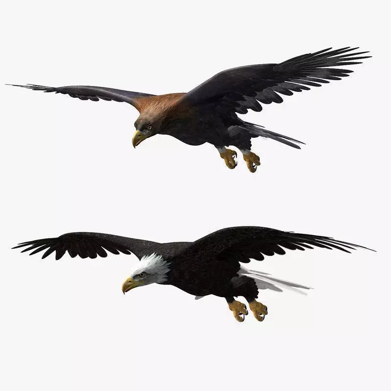 Eagles ANIMATED 3D model