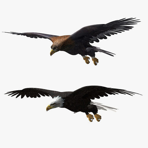 Eagles ANIMATED 3D model