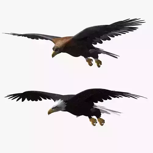 Eagles ANIMATED 3D model