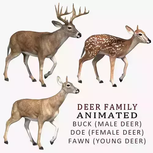 Deer Family ANIMATED 3D model