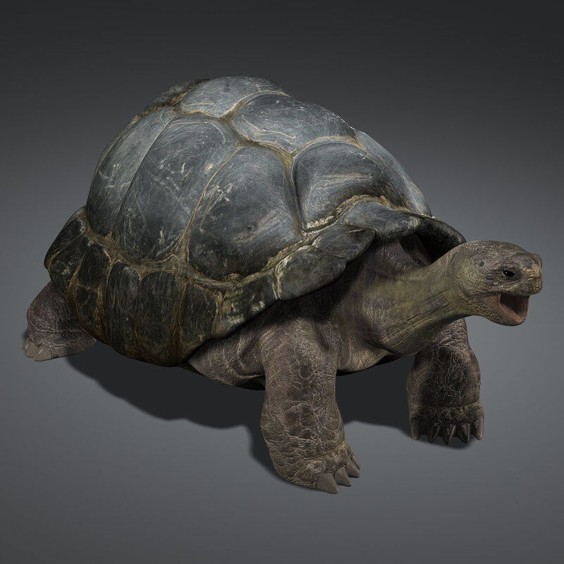 Tortoise ANIMATED 3D model_3