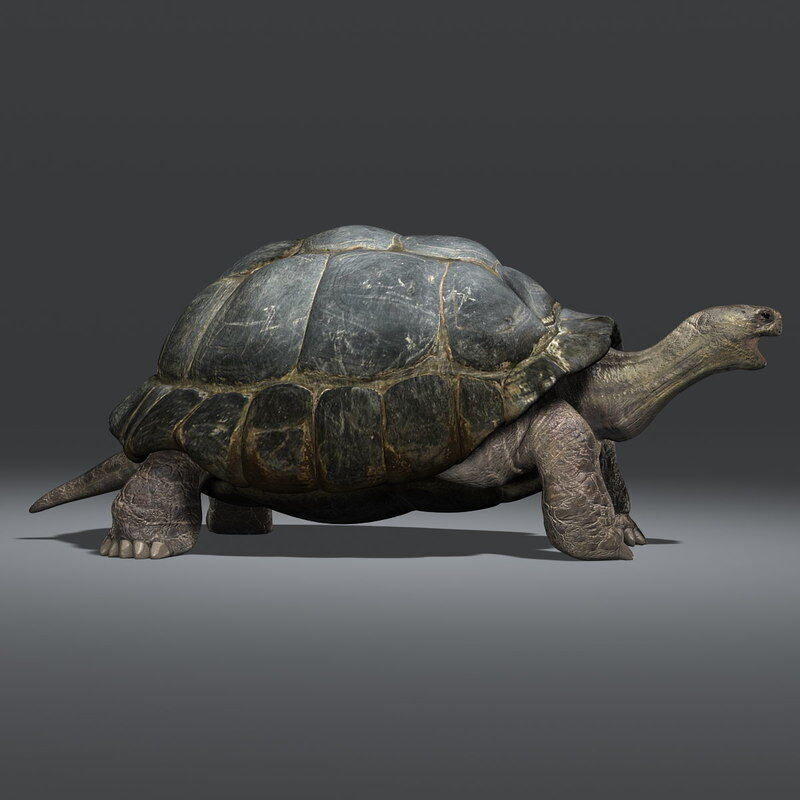 Tortoise ANIMATED 3D model_4