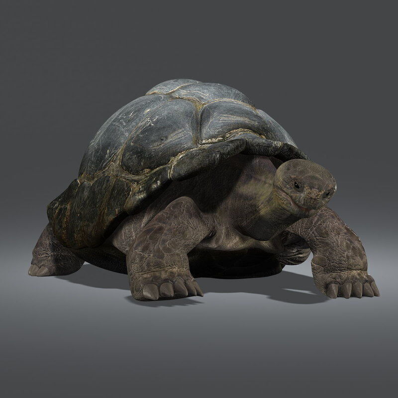 Tortoise ANIMATED 3D model_1