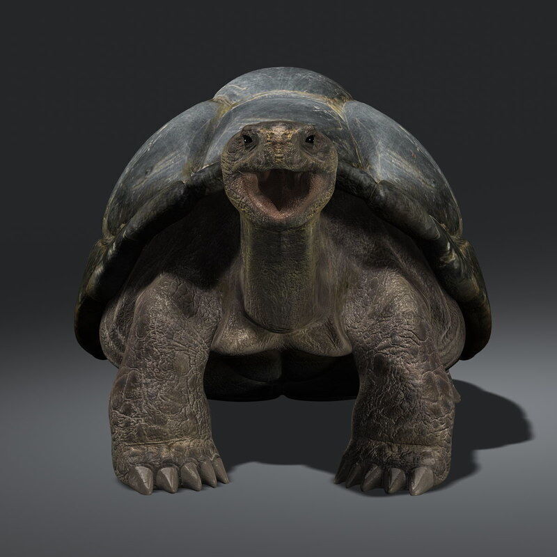 Tortoise ANIMATED 3D model_7