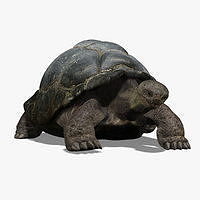 Tortoise ANIMATED 3D model