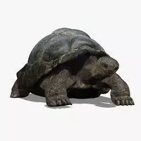 Tortoise ANIMATED 3D model_0
