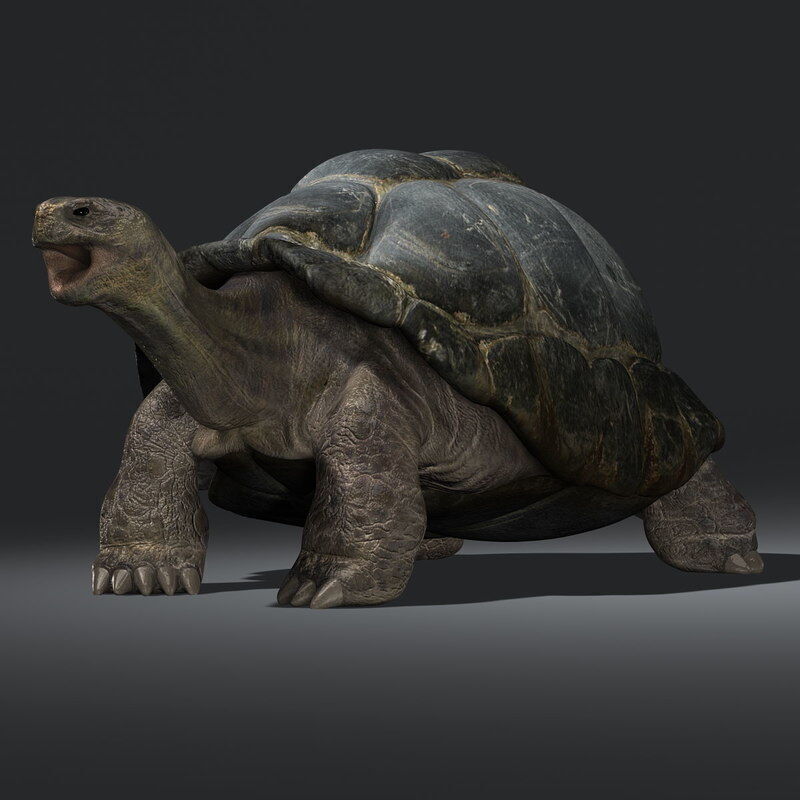 Tortoise ANIMATED 3D model_6