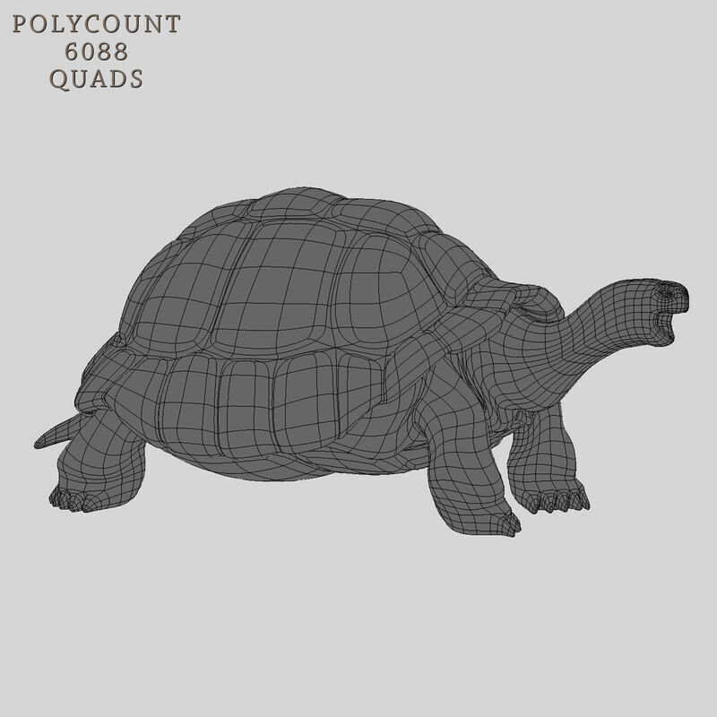 Tortoise ANIMATED 3D model_10