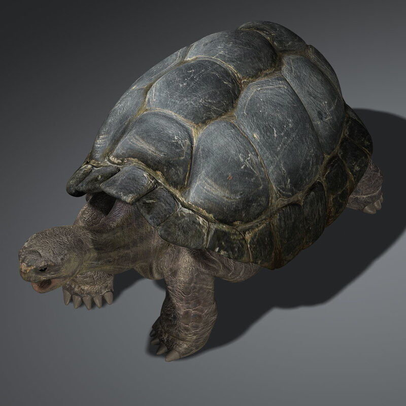 Tortoise RIGGED 3D model_4