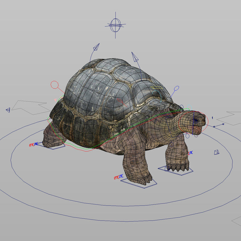 Tortoise RIGGED 3D model_11
