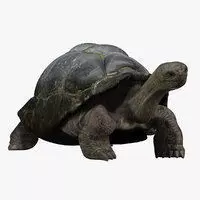 Tortoise RIGGED 3D model_0