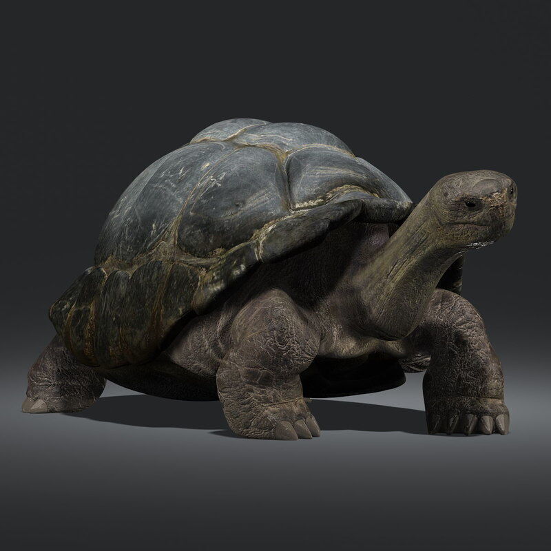 Tortoise RIGGED 3D model_1