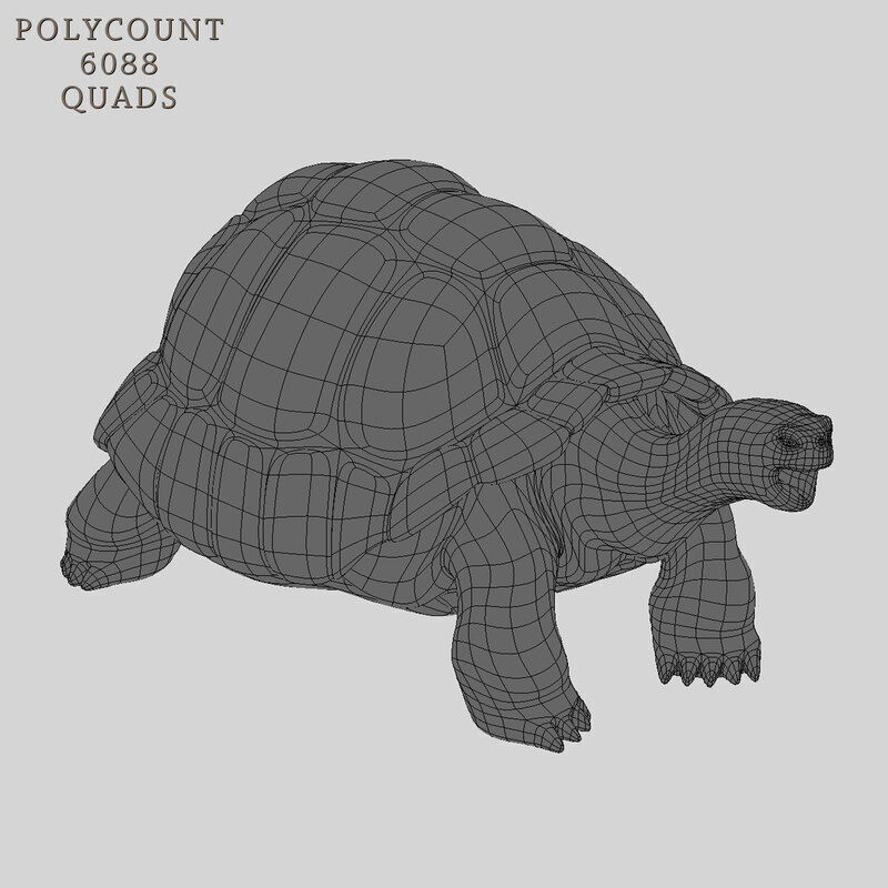 Tortoise RIGGED 3D model_8