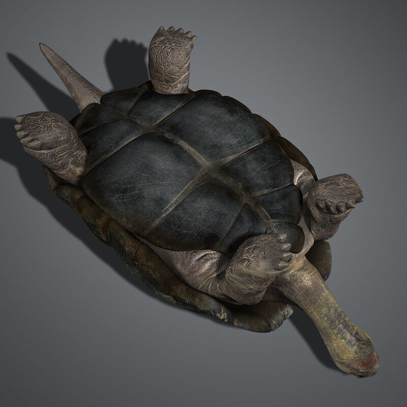 Tortoise RIGGED 3D model_7