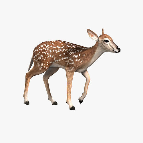 Fawn ANIMATED 3D model