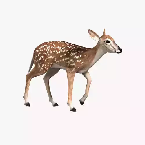 Fawn ANIMATED