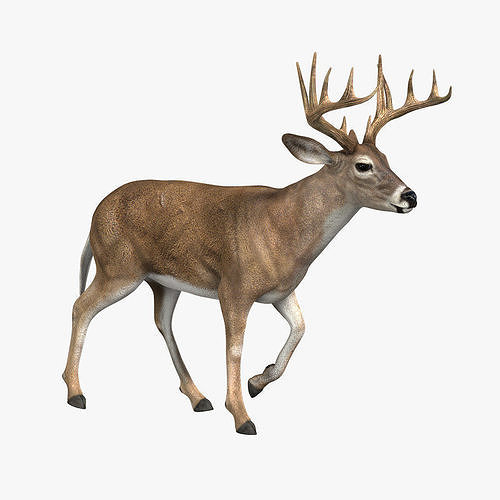 Deer ANIMATED 3D model