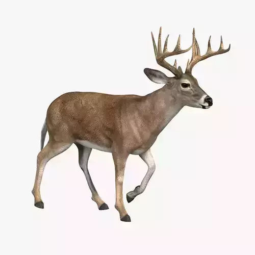 Deer ANIMATED