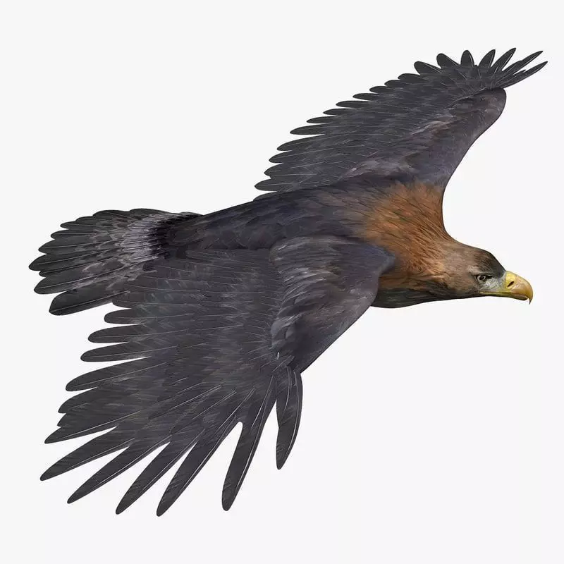 Golden Eagle ANIMATED 3D model