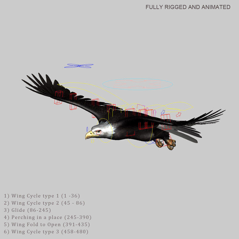 American Bald Eagle ANIMATED 3D model_13