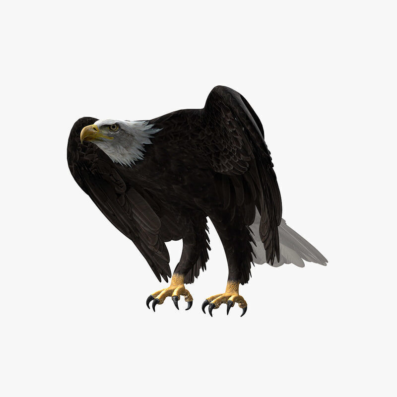 American Bald Eagle ANIMATED 3D model_6