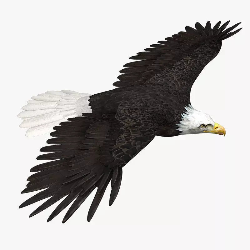 American Bald Eagle ANIMATED 3D model_0