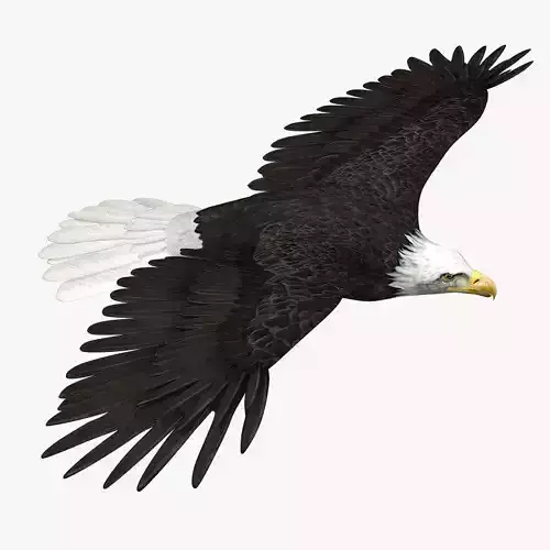 American Bald Eagle ANIMATED 3D model