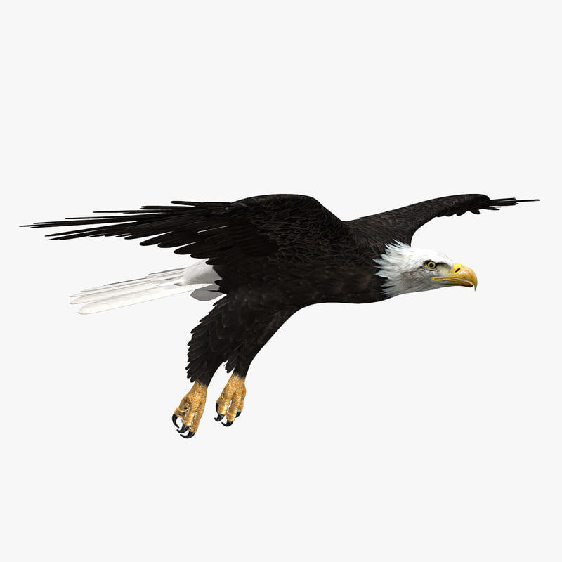 American Bald Eagle ANIMATED 3D model_2