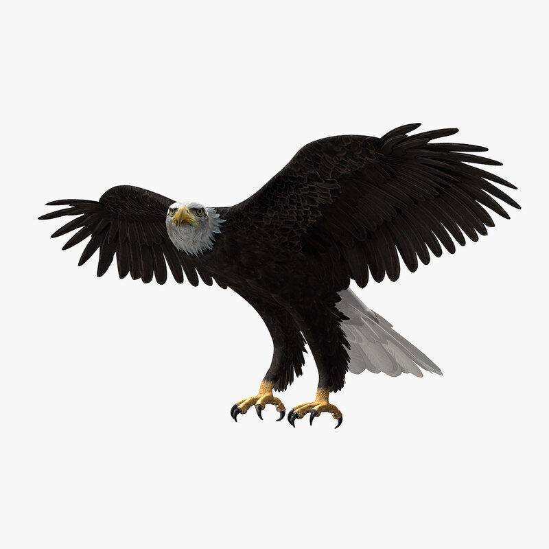 American Bald Eagle ANIMATED 3D model_8