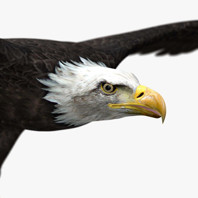 American Bald Eagle ANIMATED 3D model_9