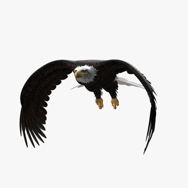 American Bald Eagle ANIMATED 3D model_4