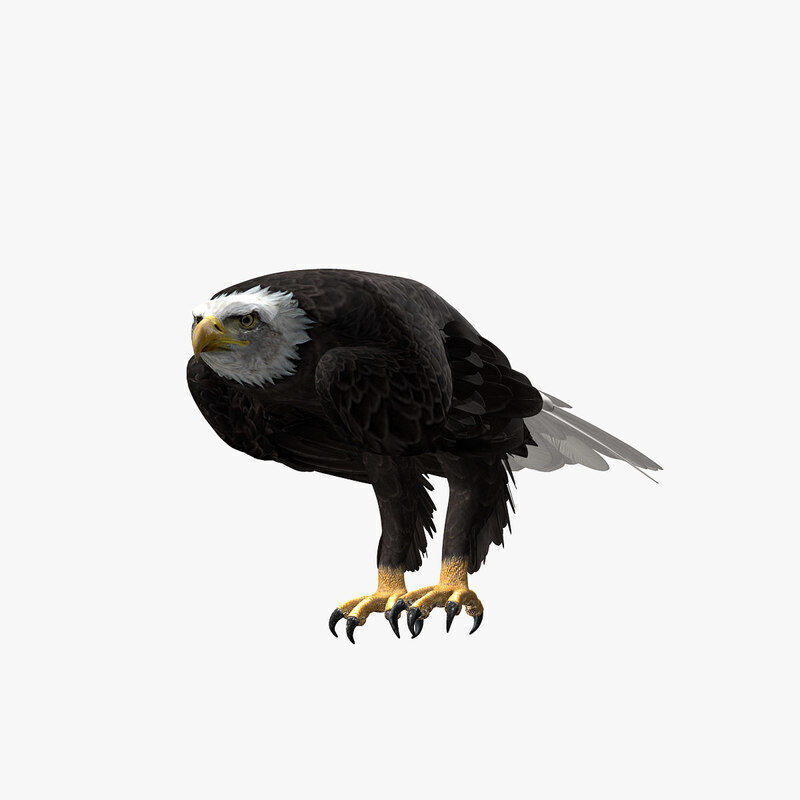 American Bald Eagle ANIMATED 3D model_5