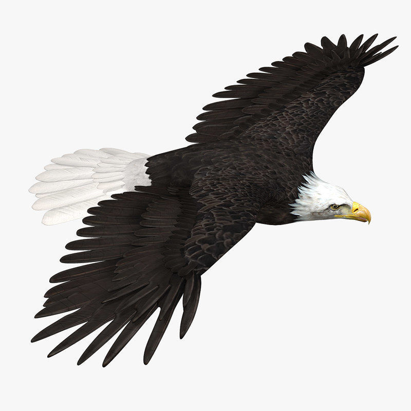 American Bald Eagle ANIMATED 3D model_1