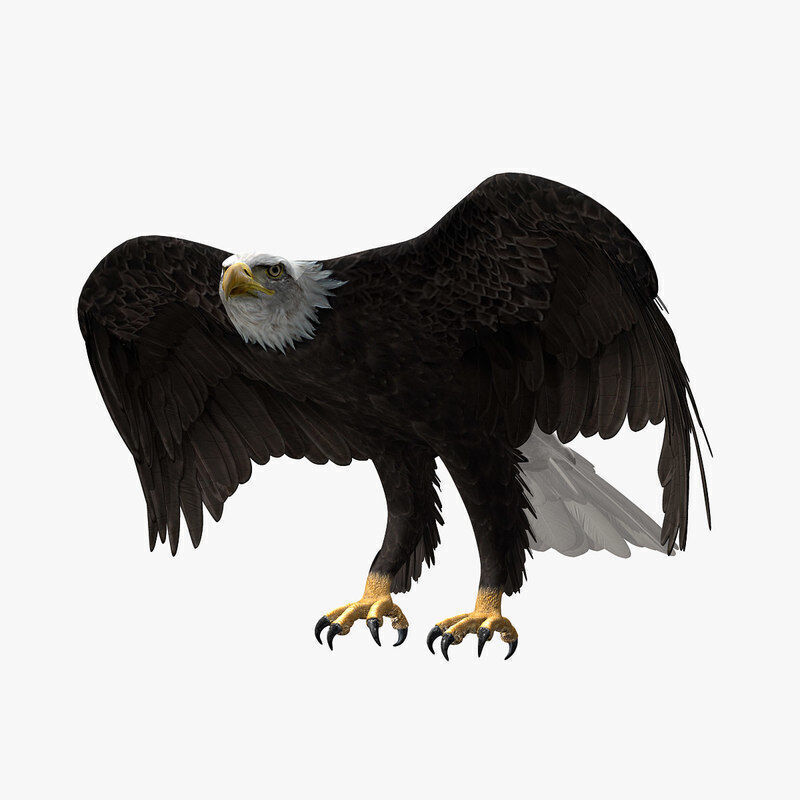 American Bald Eagle ANIMATED 3D model_7
