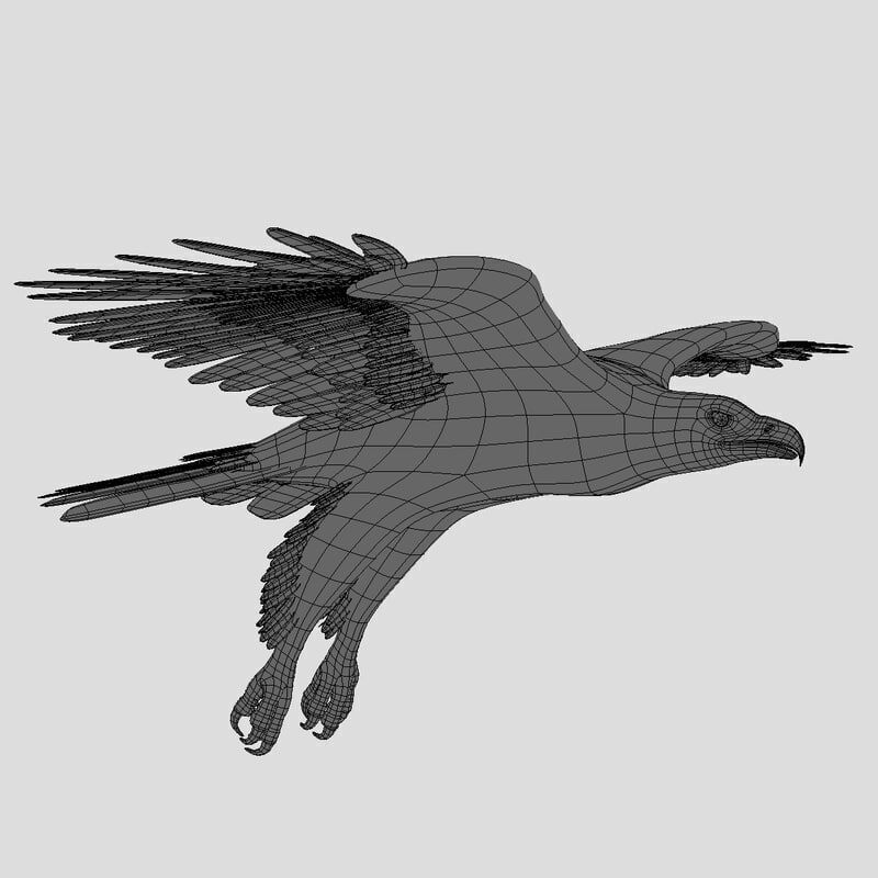 American Bald Eagle ANIMATED 3D model_10