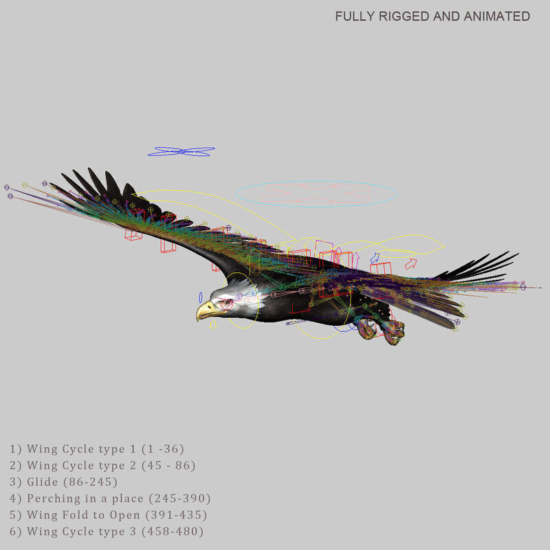 American Bald Eagle ANIMATED 3D model_12